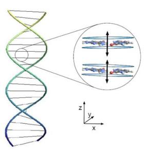 DNA Entanglement